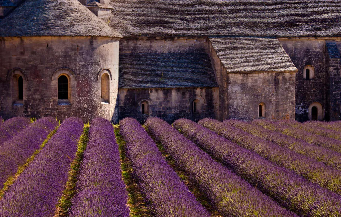 Photo wallpaper France, lavender, plantation, senanque Abbey