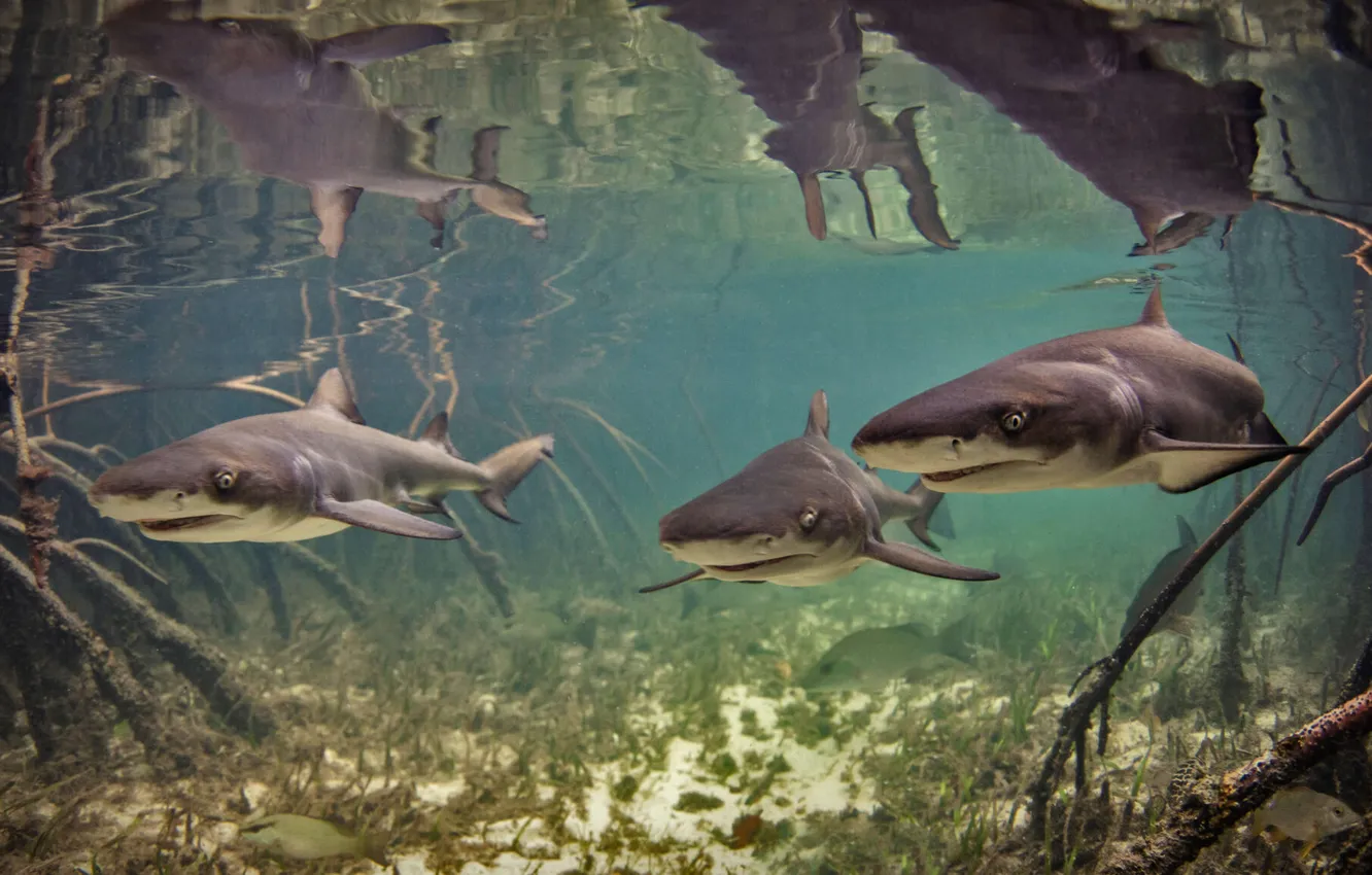 Photo wallpaper lemon, underwater, shark, Lemon Shark