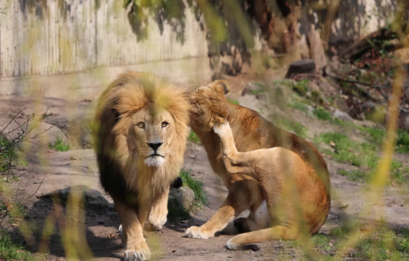 Photo wallpaper Look, Wild cats, Lion and Lioness