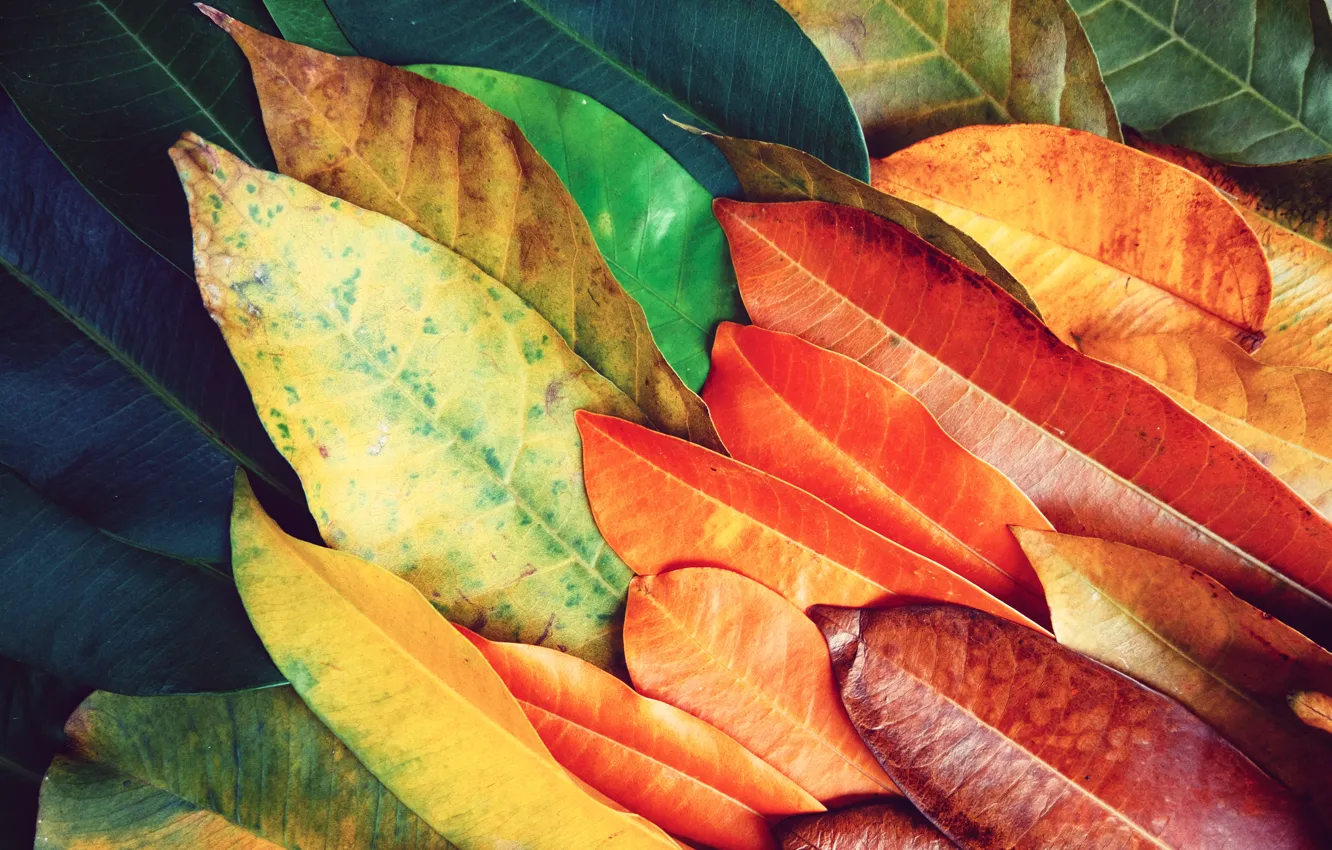 Photo wallpaper leaves, background, colorful, texture, background, leaves