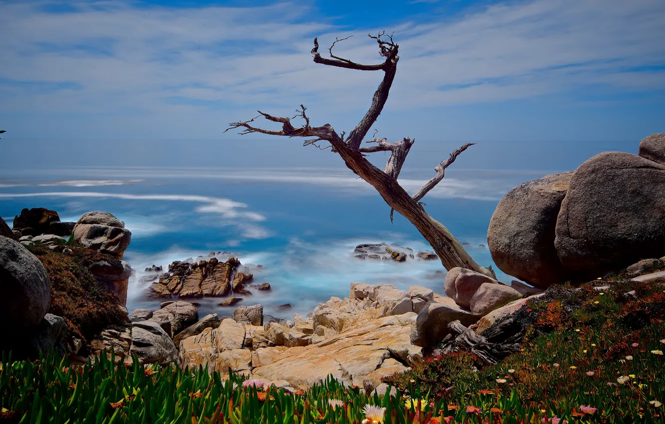 Photo wallpaper sea, the sky, clouds, branches, blue, stones, tree, rocks