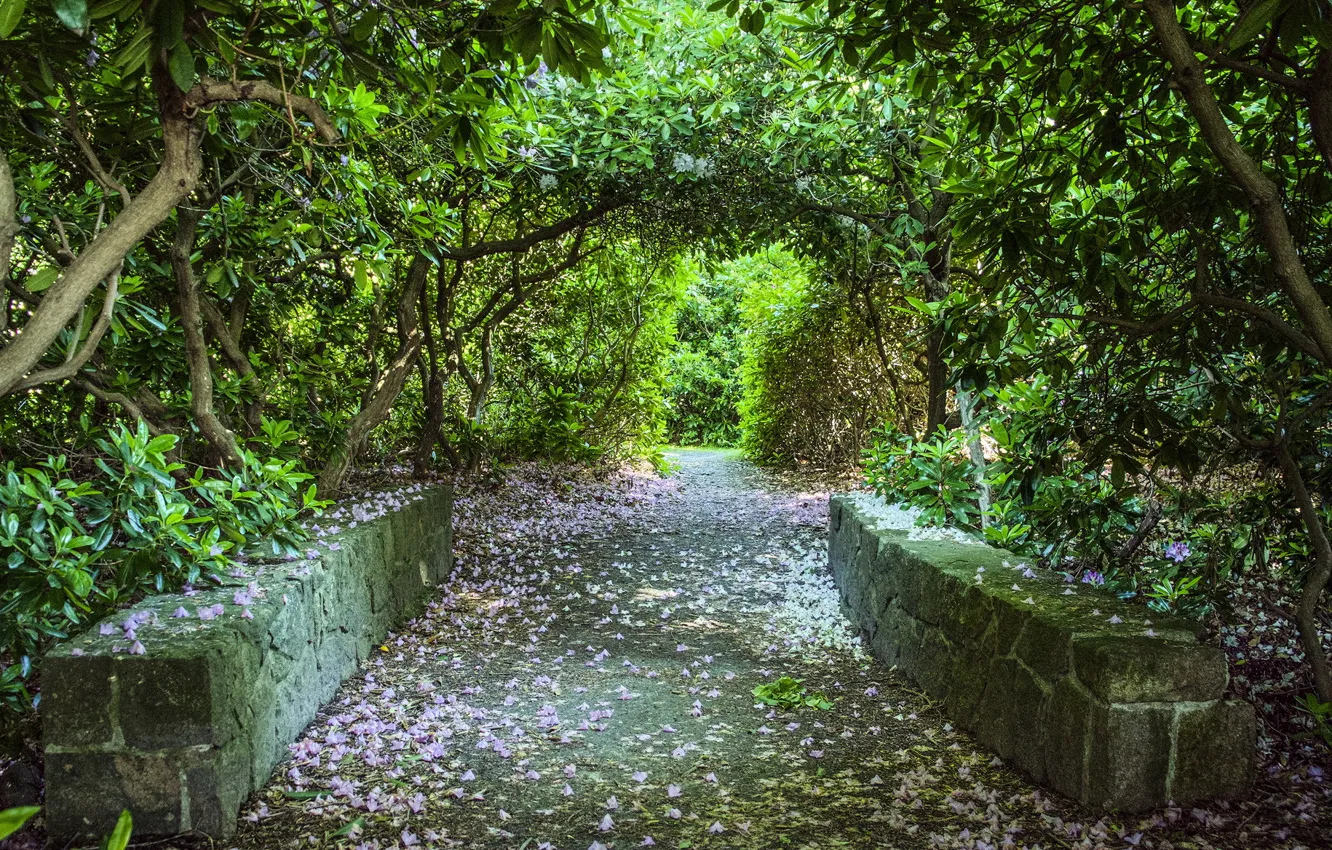 Photo wallpaper greens, Park, alley, fallen petals