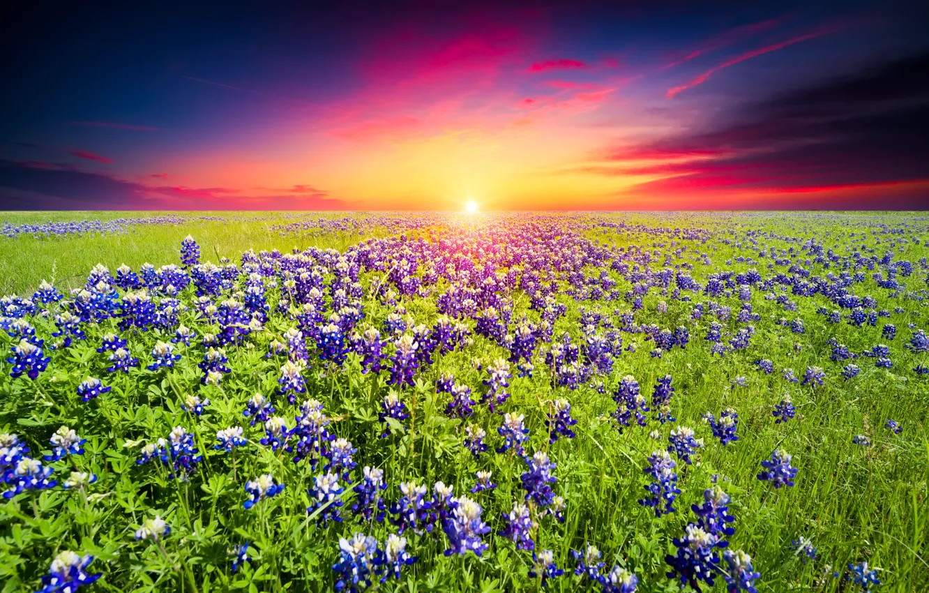 Photo wallpaper field, summer, the sky, bright colors, the sun, clouds, sunset, flowers
