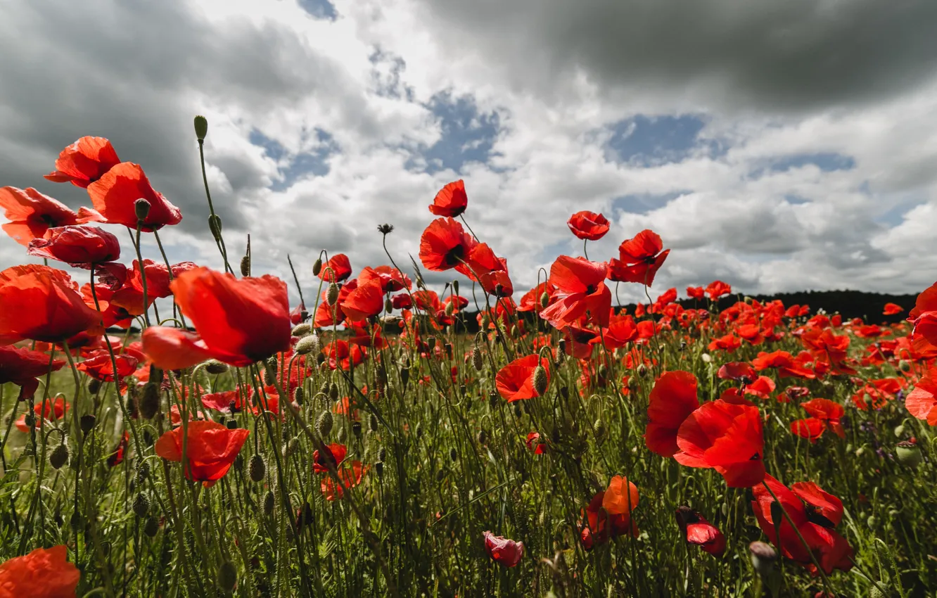 Photo wallpaper nature, Maki, poppy field