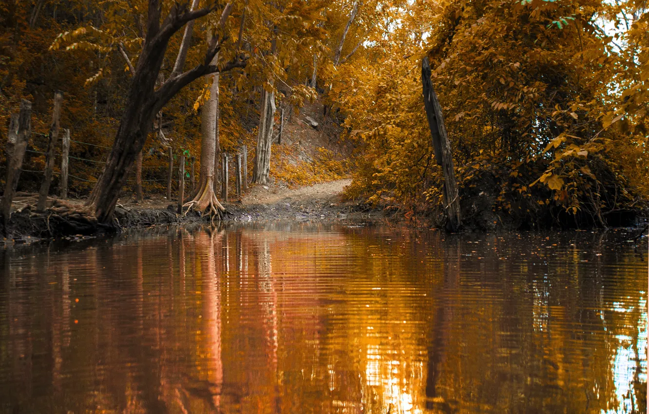 Photo wallpaper autumn, forest, lake, foliage, Nature, trail, nature, autumn