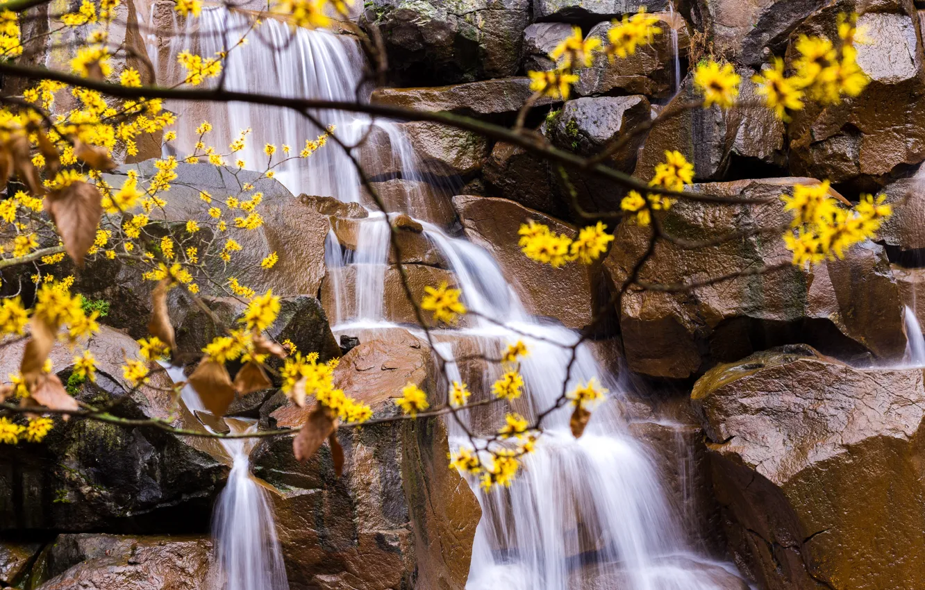 Photo wallpaper flowers, branches, nature, stones, waterfall
