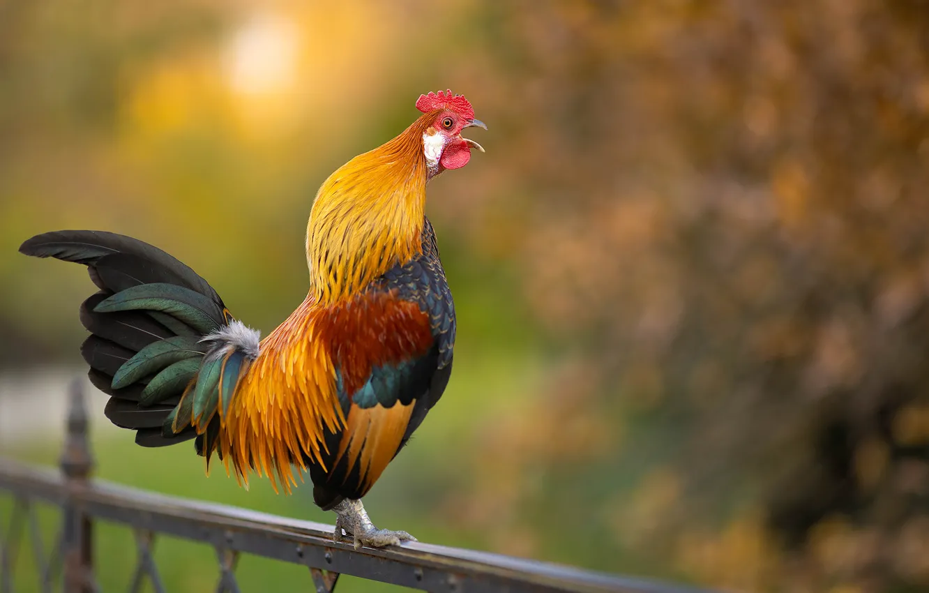 Photo wallpaper bird, fence, cock