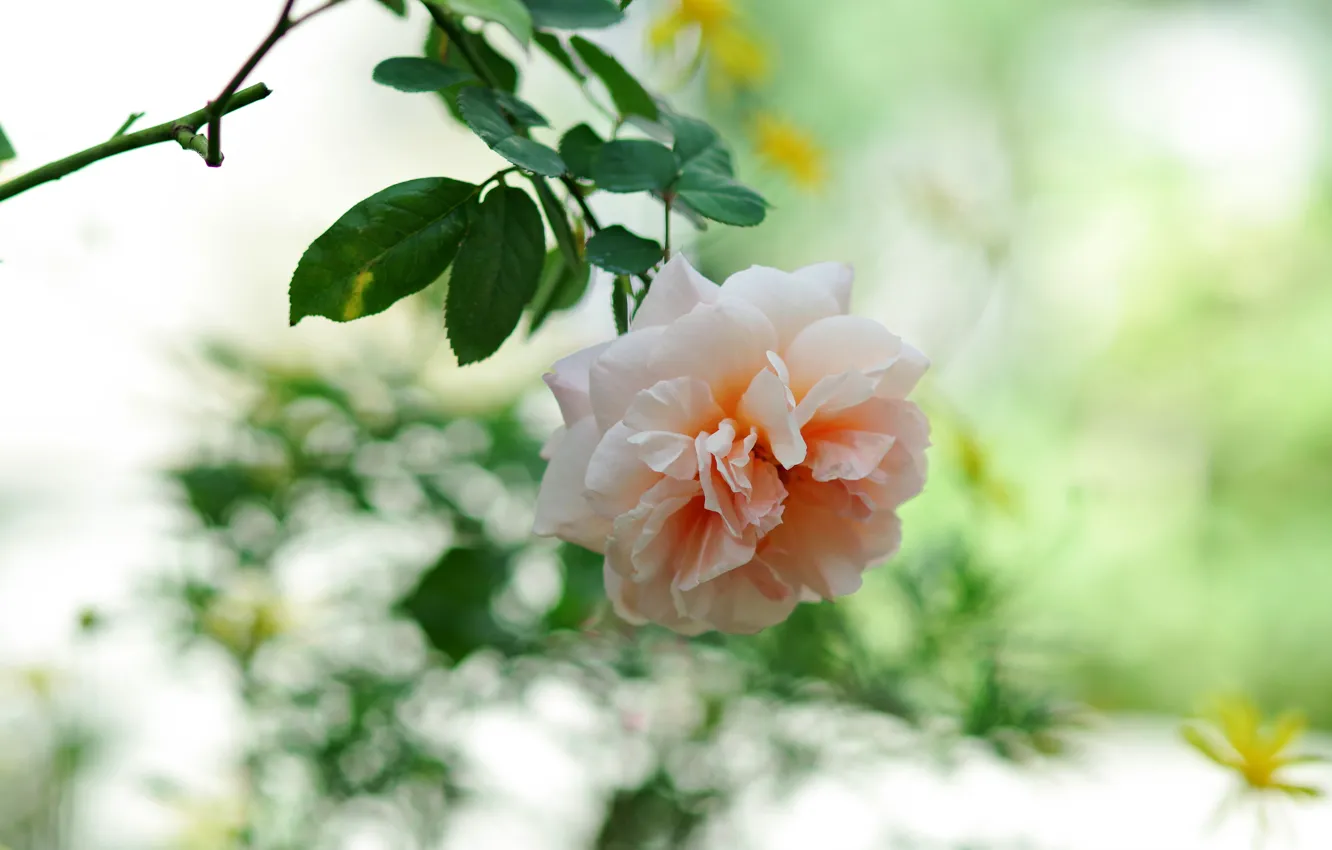 Photo wallpaper flower, pink, rose, branch, bokeh