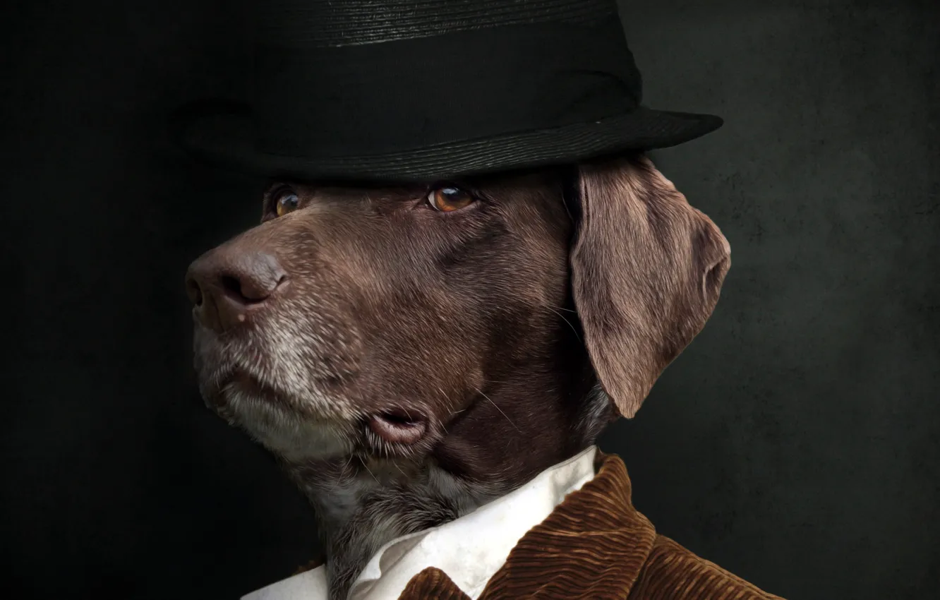 Wallpaper background, dog, hat images for desktop, section собаки