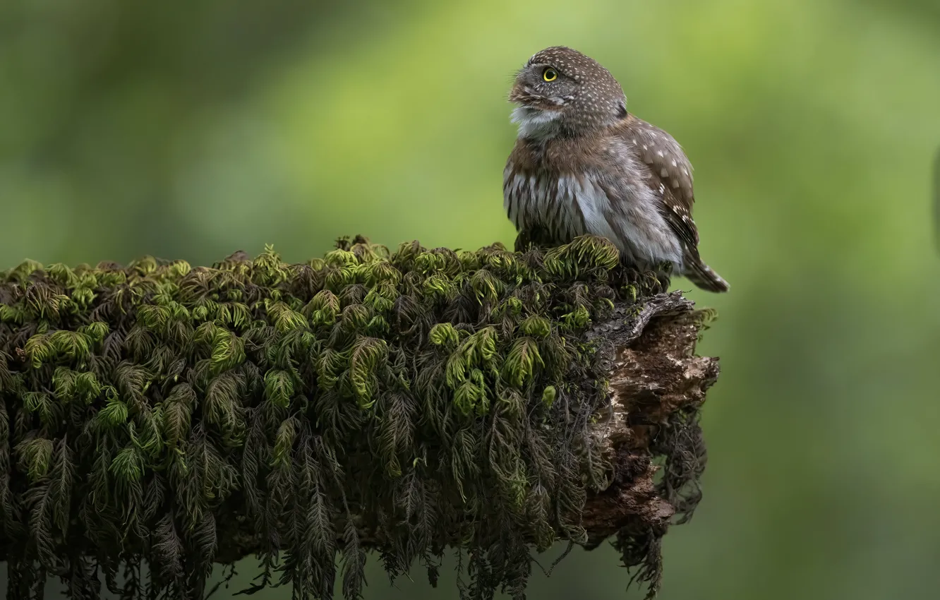 Photo wallpaper owl, bird, log, needles, owl