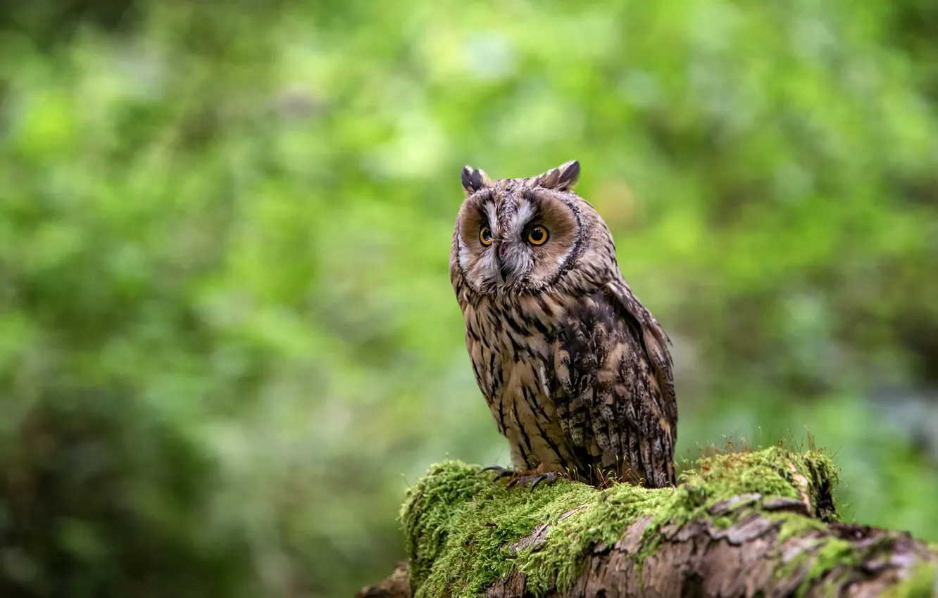 Photo wallpaper look, nature, owl, bird, stump, log, green background, bokeh