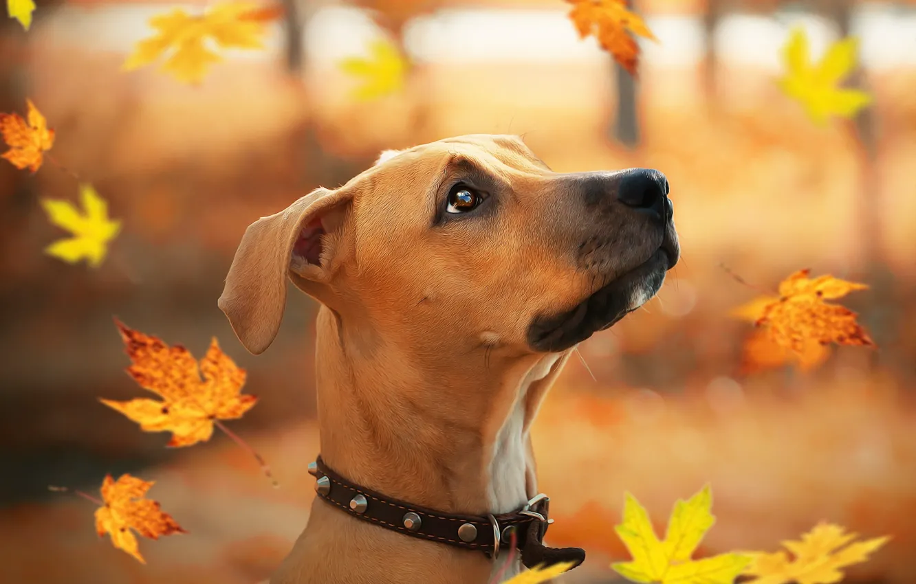 Photo wallpaper autumn, leaves, each, puppy, Staffordshire Terrier