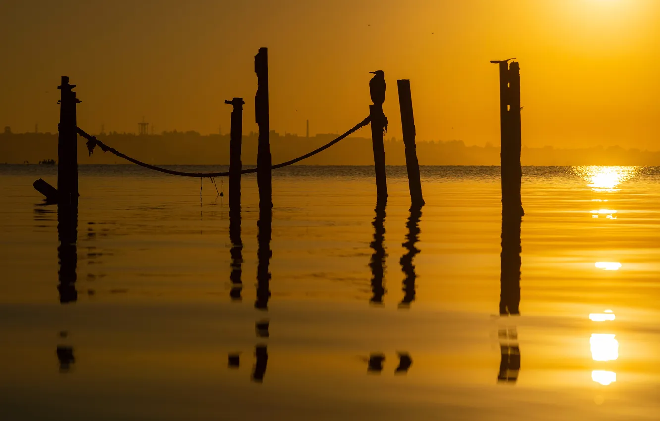 Photo wallpaper bird, sunset, water, sticks