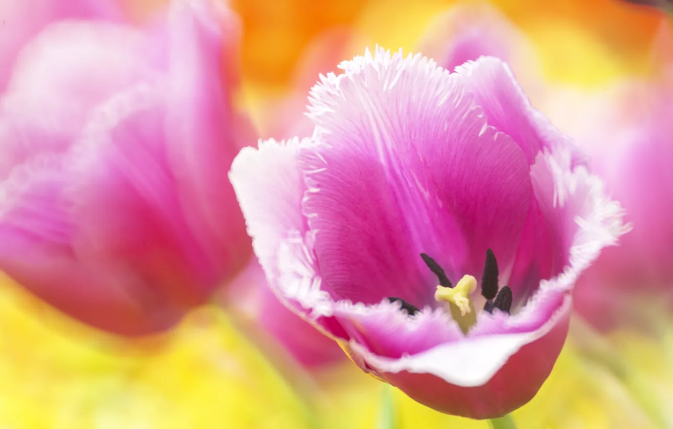 Photo wallpaper macro, pink, Tulip, petals, Bud, bokeh