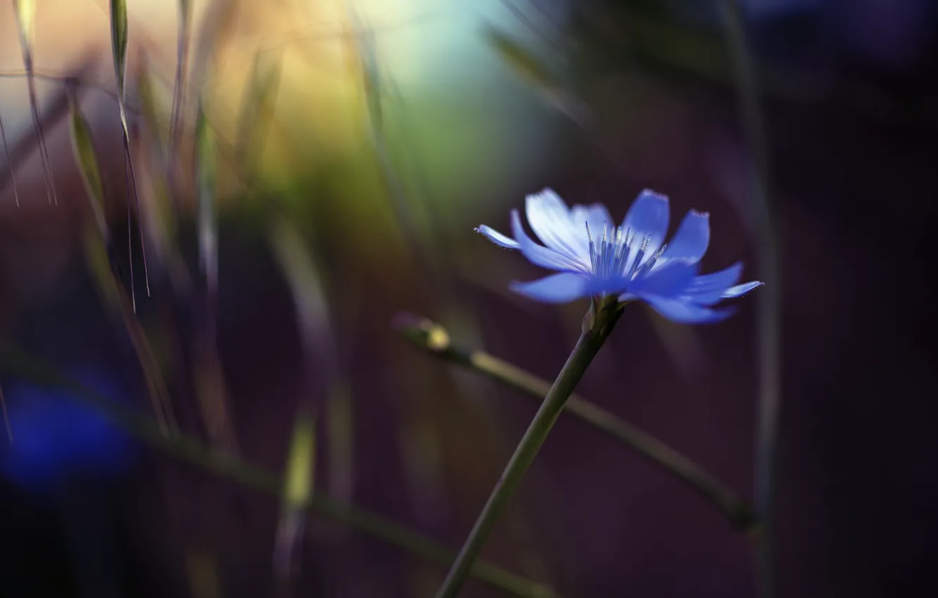 Photo wallpaper flower, glare, background, blue, grass, cornflower