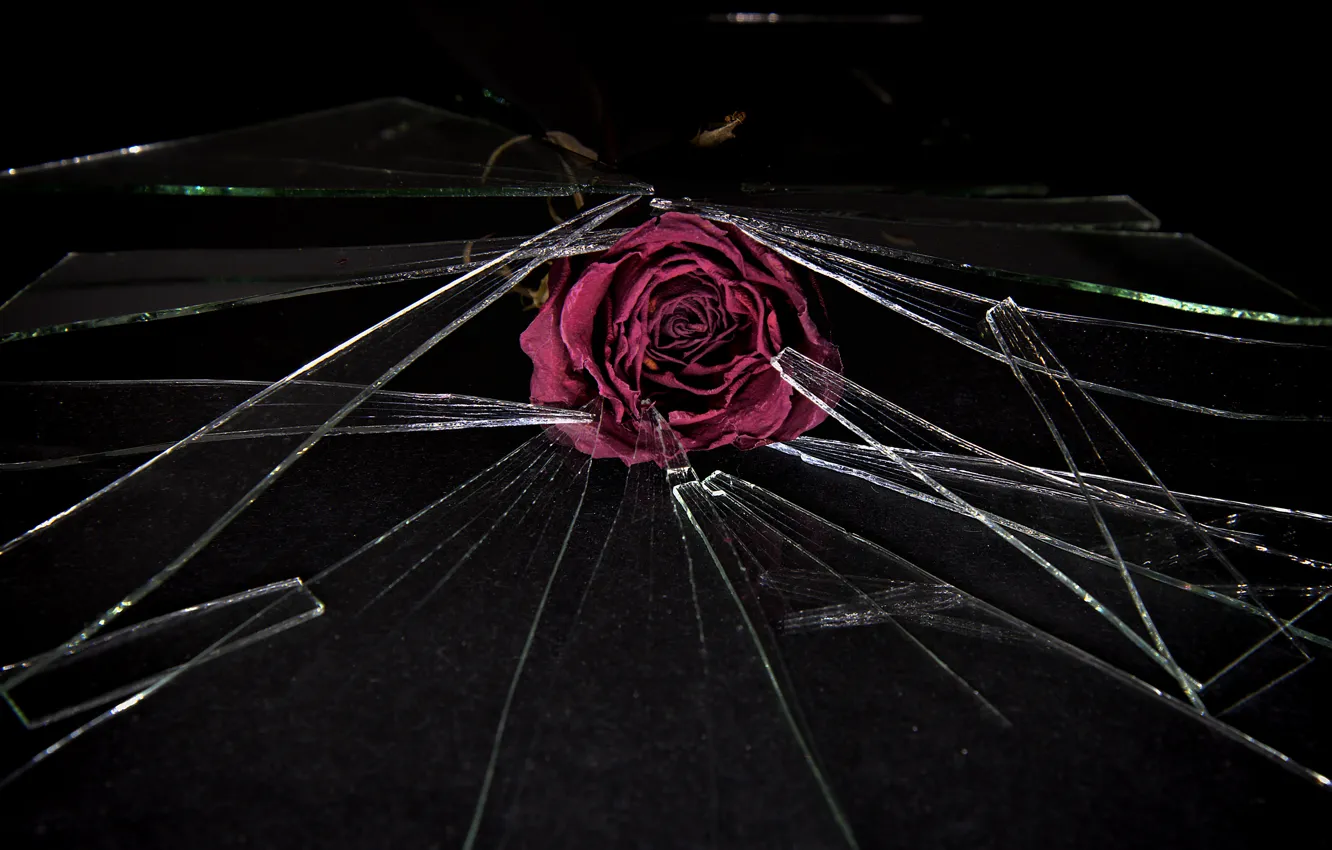 Photo wallpaper glass, flowers, fragments, roses