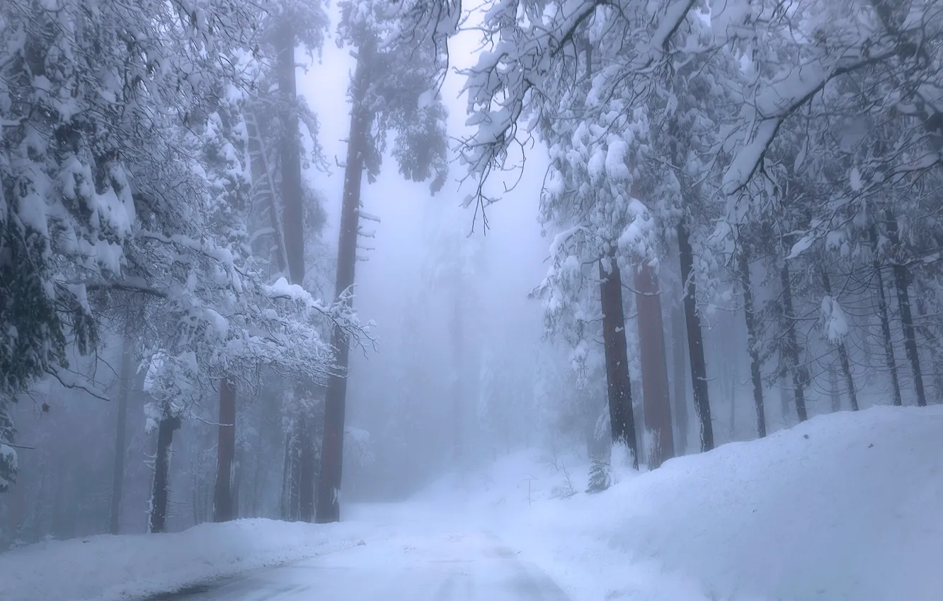 Photo wallpaper winter, road, forest, snow, trees, fog, CA, the snow