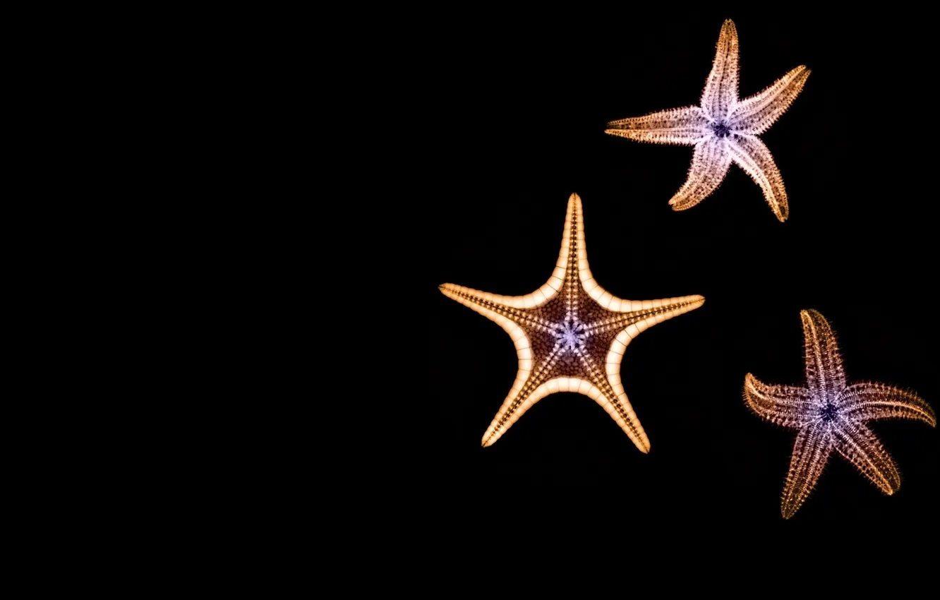 Photo wallpaper stars, background, black, three, sea