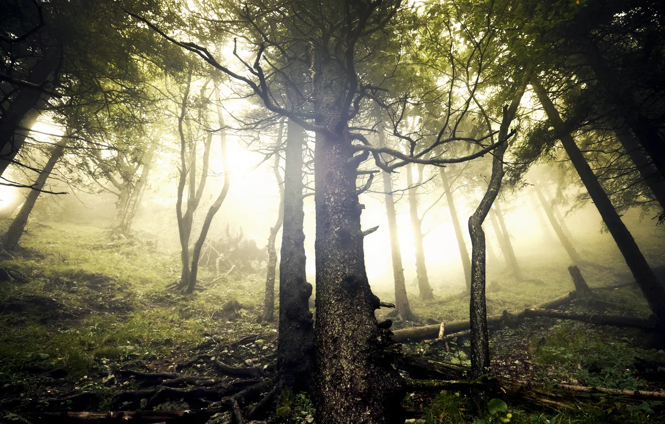 Photo wallpaper forest, trees, fog