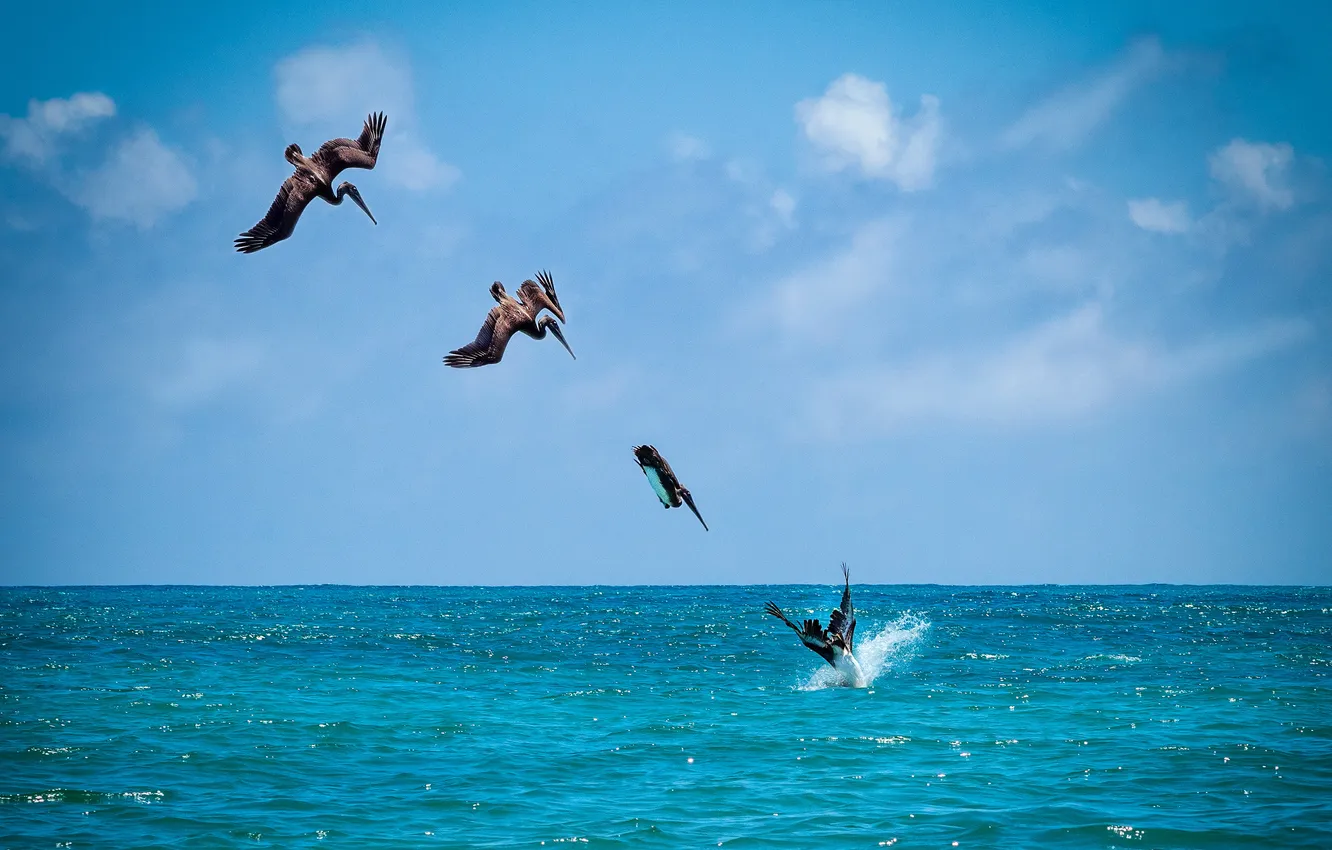Photo wallpaper sea, the sky, bird, fishing, diving