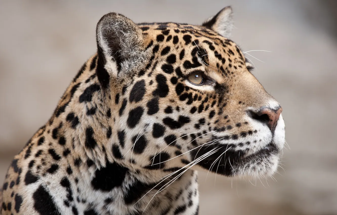 Photo wallpaper cat, look, face, Jaguar