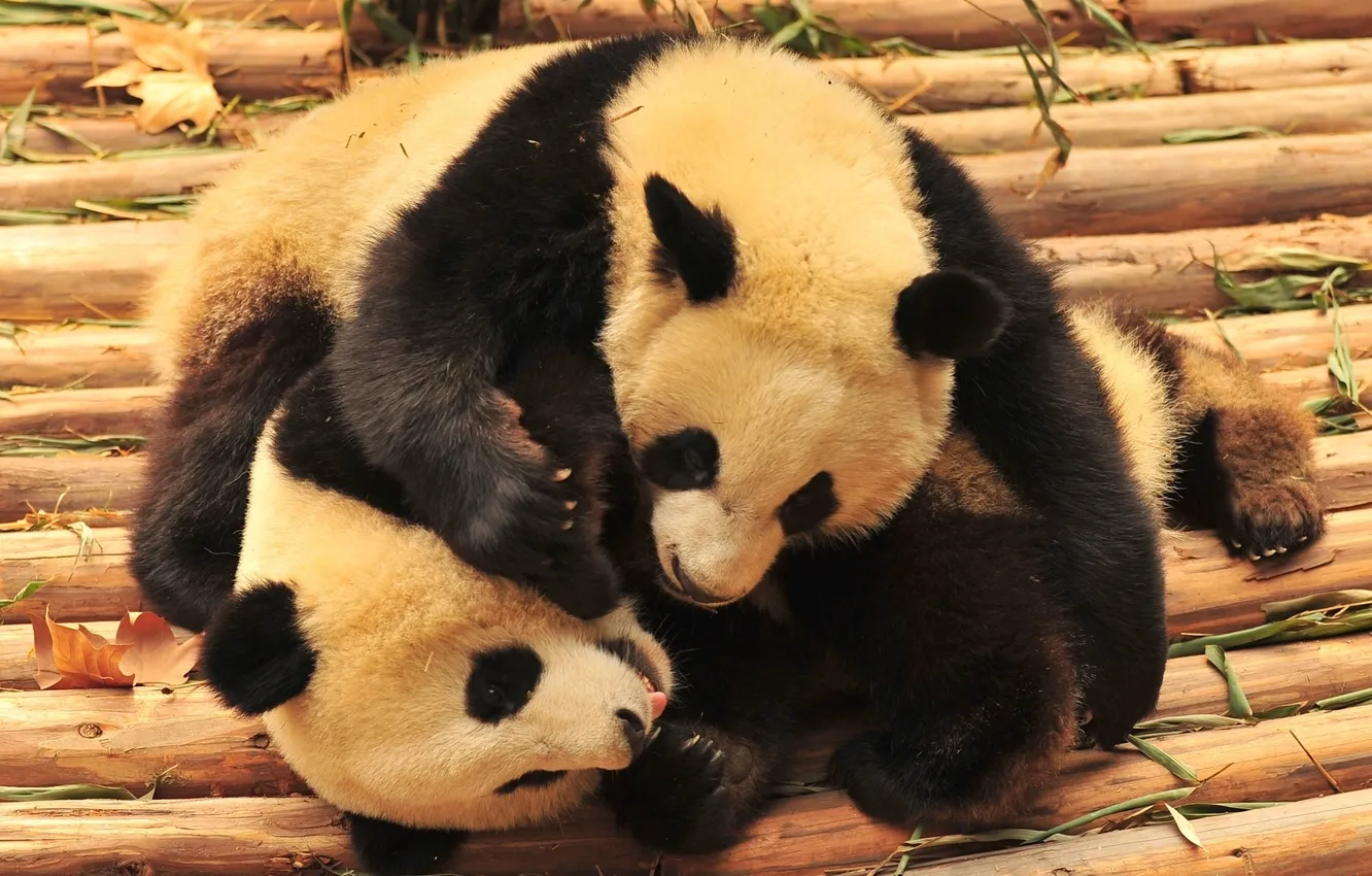 Photo wallpaper animals, bears, Panda, bamboo