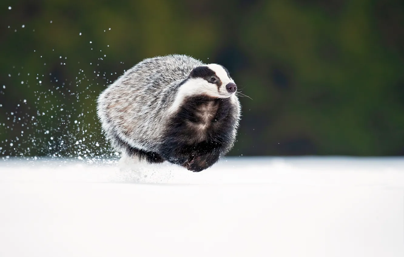 Photo wallpaper snow, snow, badger, badger, Milan Zygmunt, Meles meles