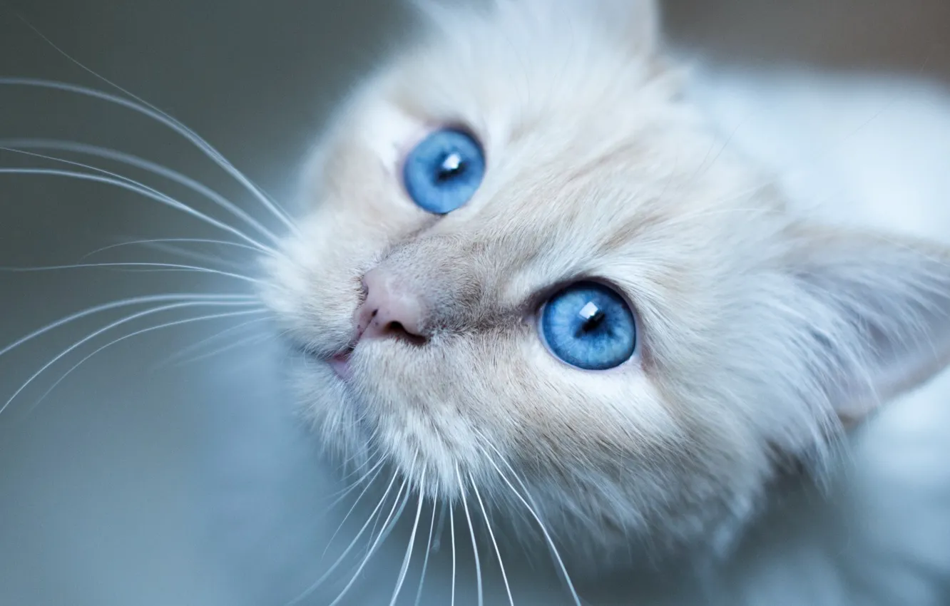 Photo wallpaper widescreen, blue eyes, Cat, animal, mustache, nose