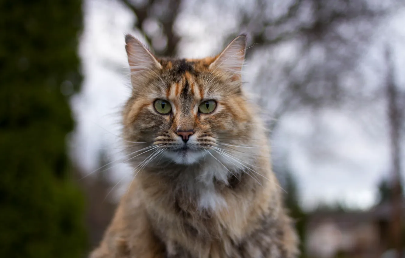 Photo wallpaper cat, look, background, portrait, tri-color