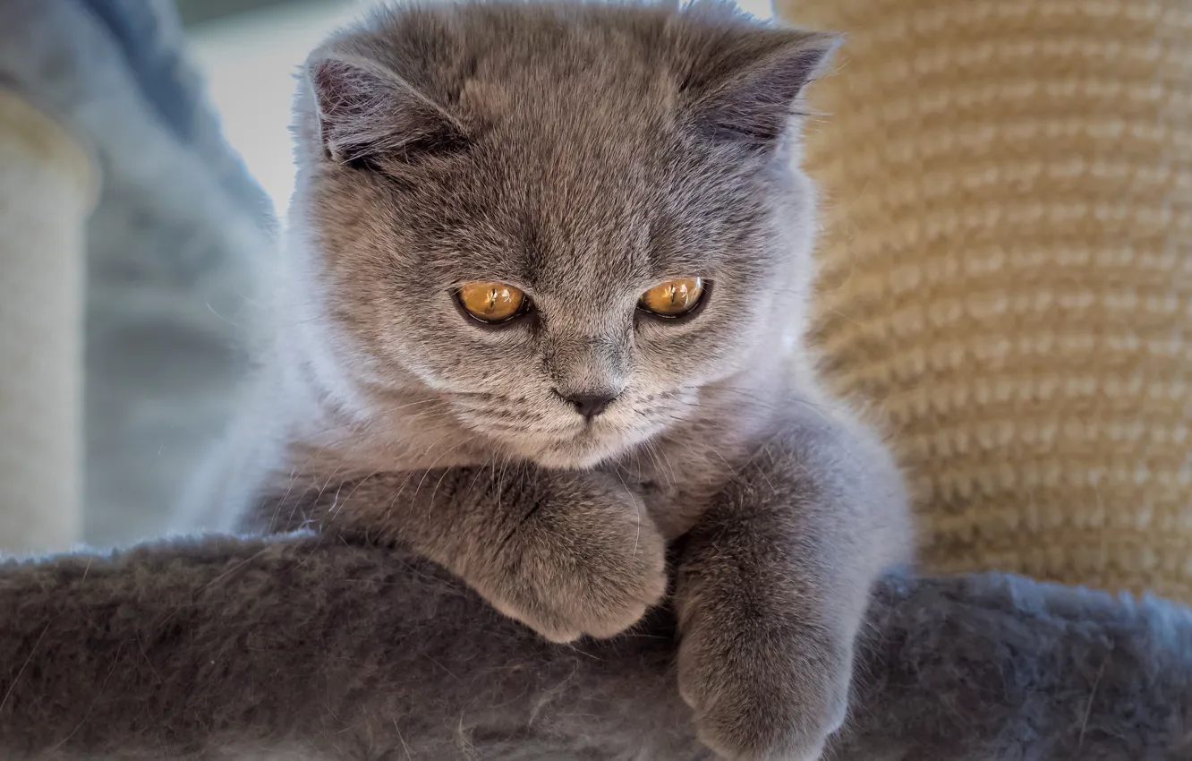 Photo wallpaper cat, look, grey, paws, baby, kitty, face, scratching post