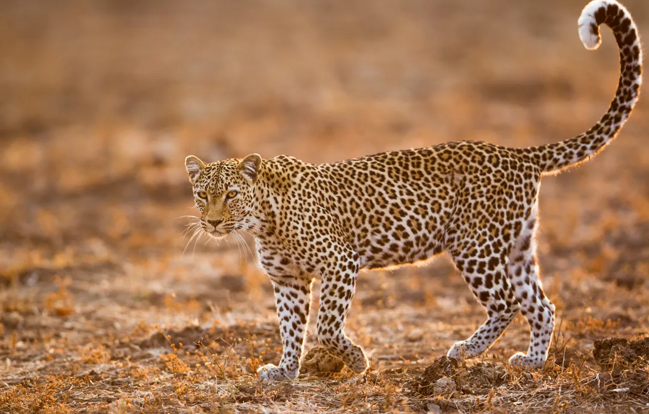 Photo wallpaper leopard, wild cat, bokeh