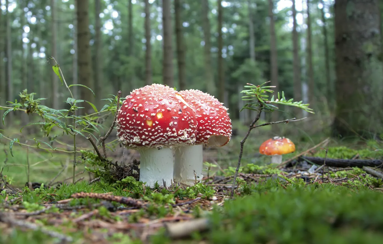 Photo wallpaper forest, mushrooms, Amanita