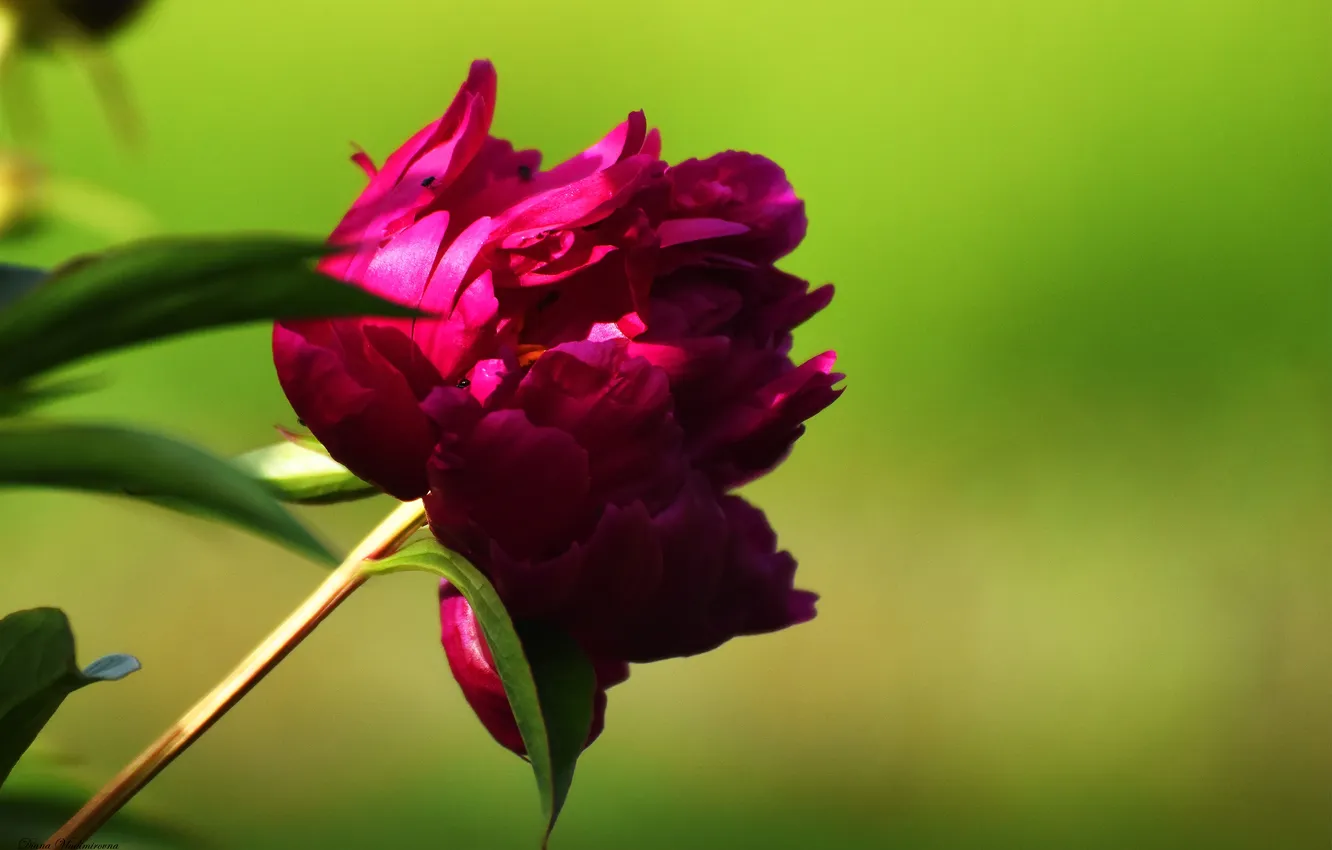 Photo wallpaper summer, flowers, nature, peonies