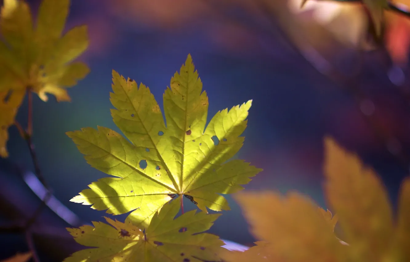 Photo wallpaper autumn, leaves, nature