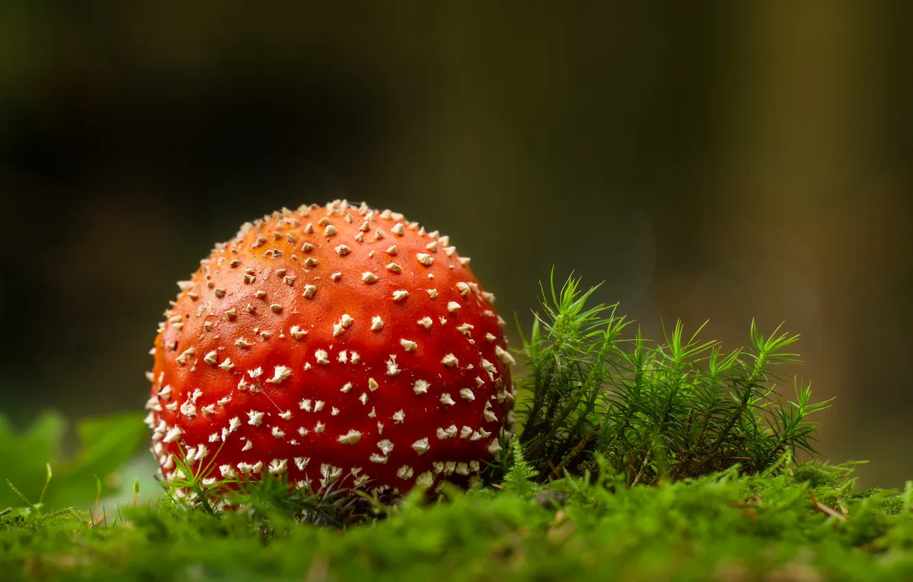 Photo wallpaper macro, mushrooms, moss, mushroom