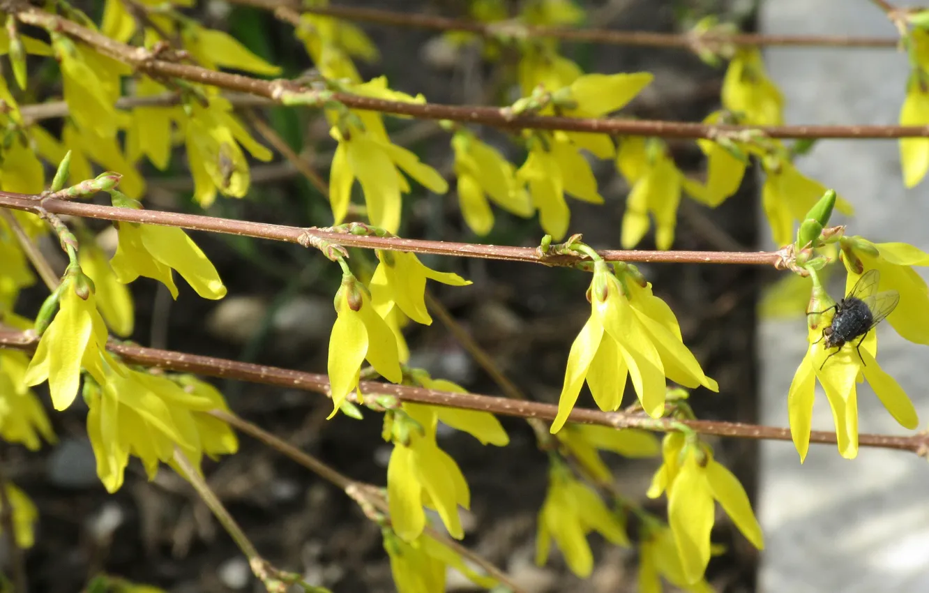 Photo wallpaper fly, April, spring 2018, Mamala ©