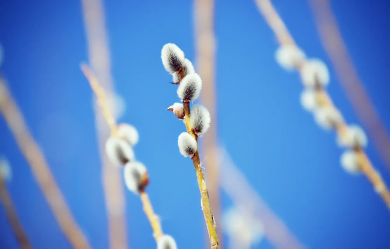 Photo wallpaper the sky, minimalism, beautiful, Sunny, Verba