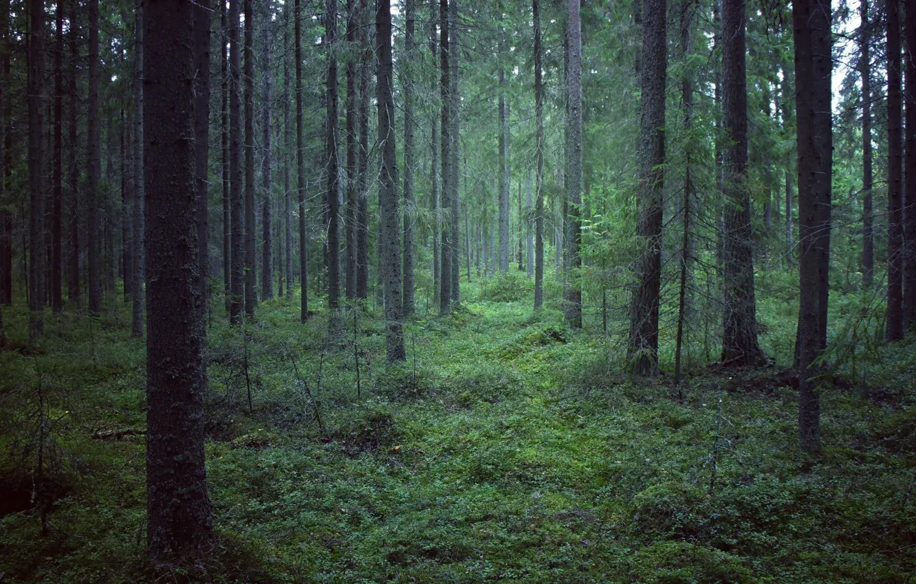 Photo wallpaper forest, trees, nature