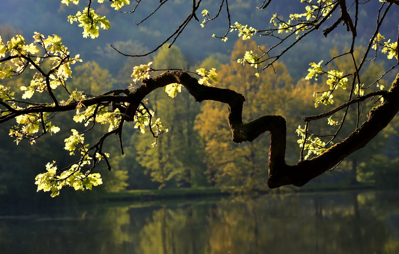 Photo wallpaper autumn, leaves, trees, branches, nature, lake, oak