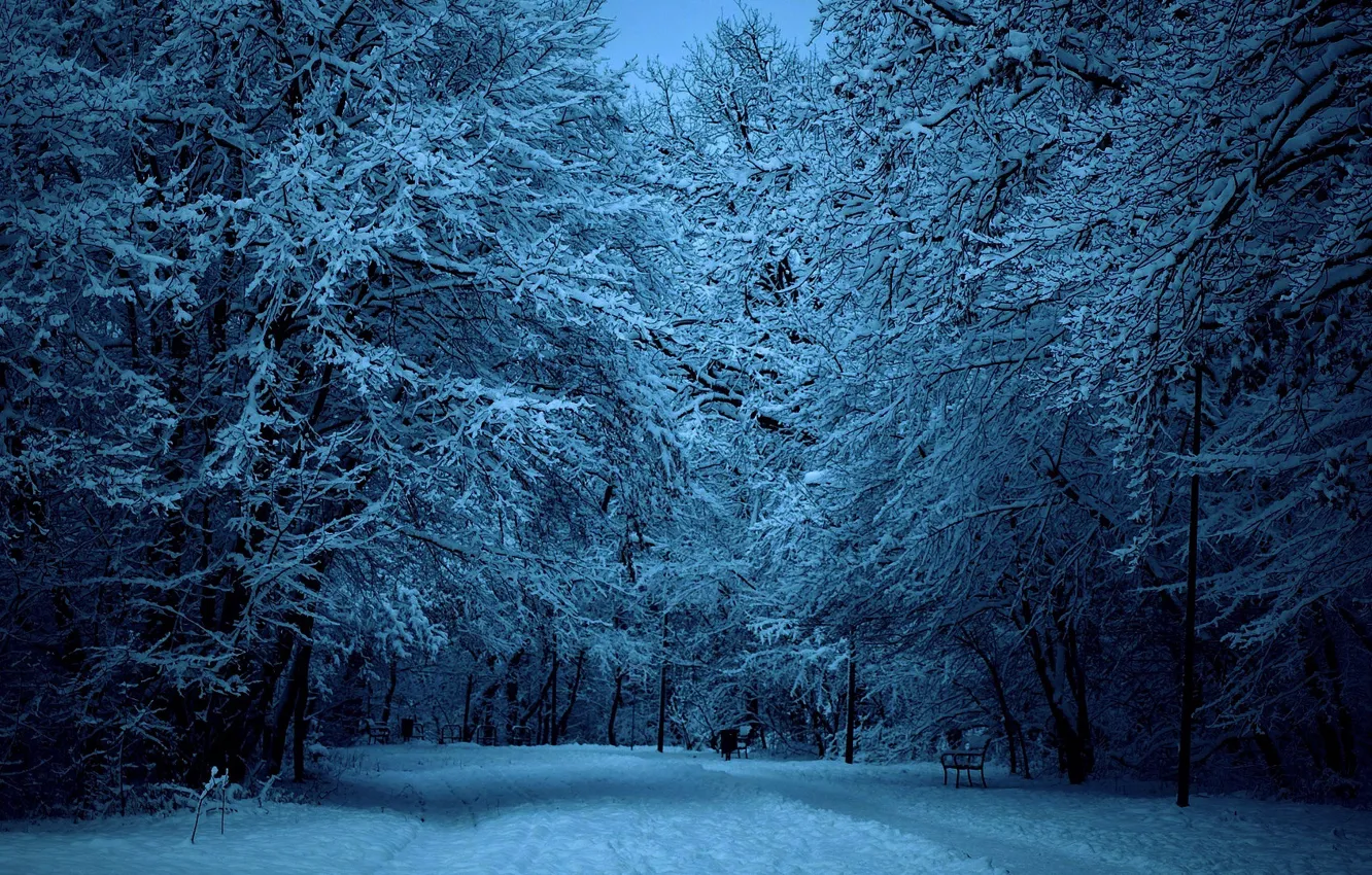 Photo wallpaper winter, road, snow, trees, nature, Park, walk