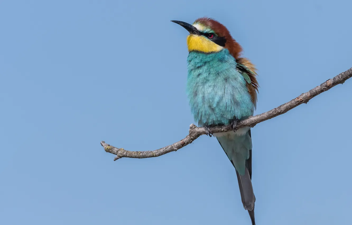 Photo wallpaper birds, branch, European bee-eater, pichuga
