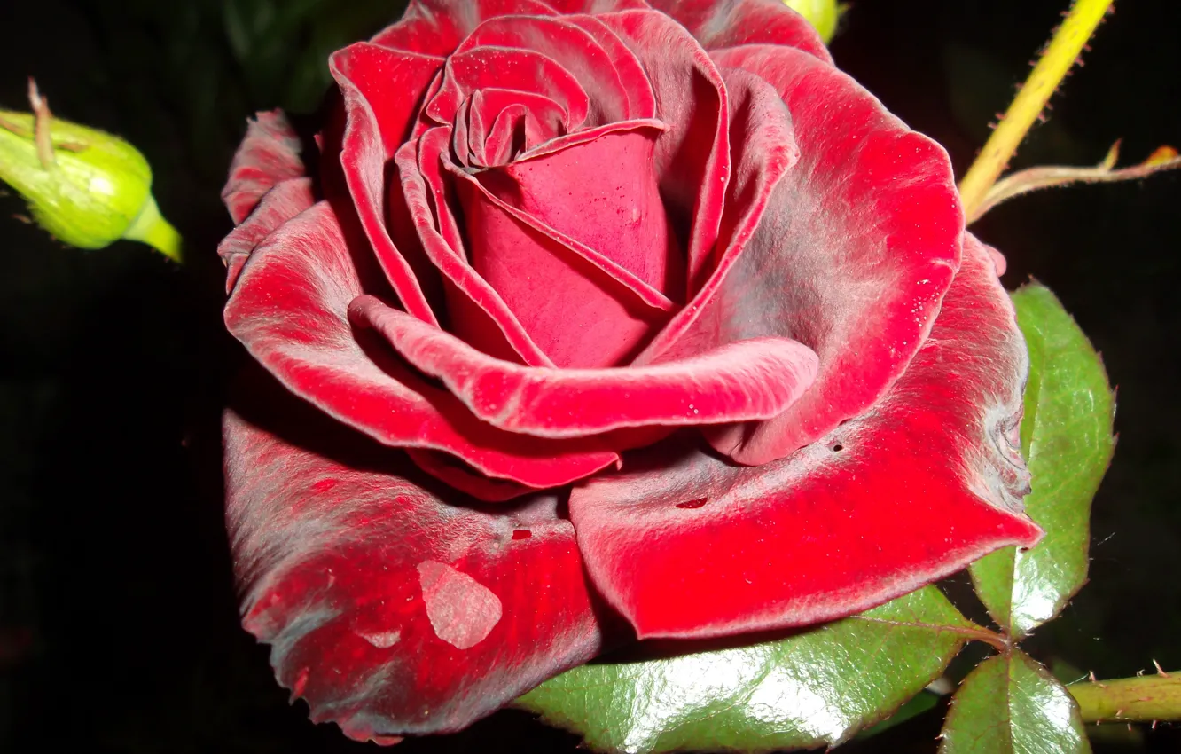 Photo wallpaper Rose, beautiful, scarlet