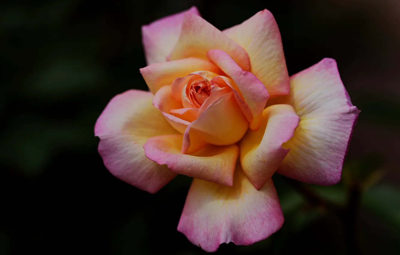 Photo wallpaper flowers, orange, the dark background, roses