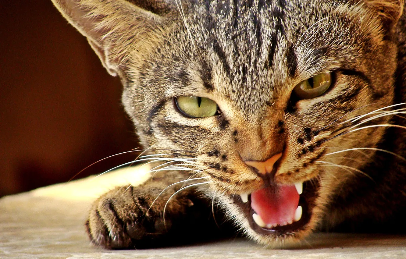 Photo wallpaper cat, muzzle, evil, Die dohnavur!