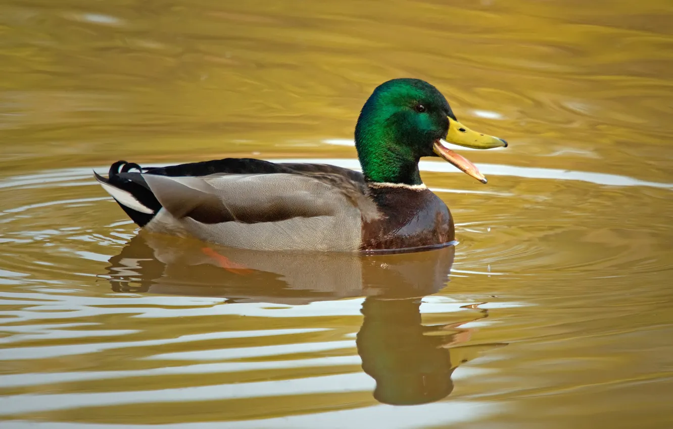 Photo wallpaper bird, duck, profile, Drake