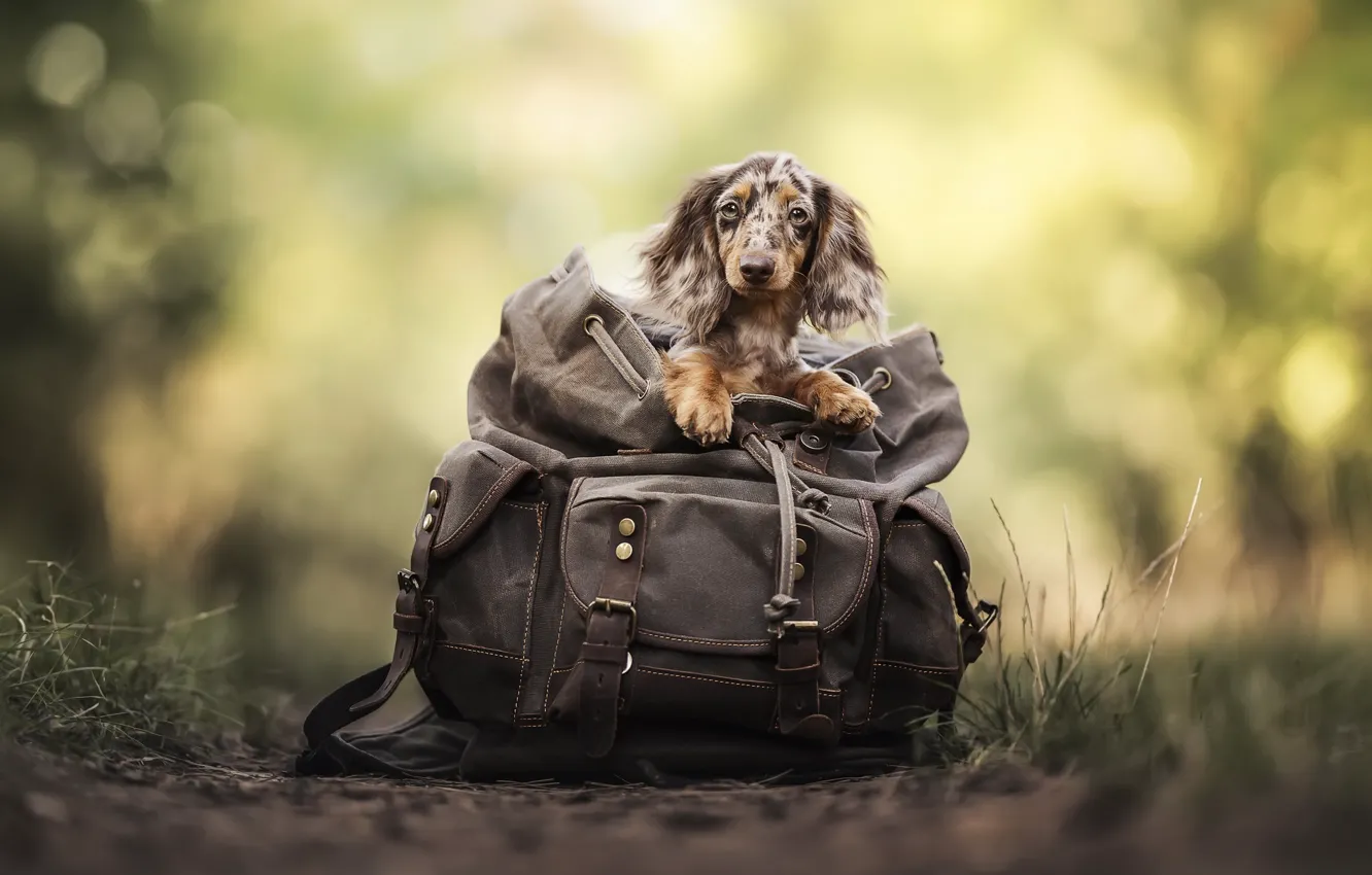 Photo wallpaper each, dog, backpack
