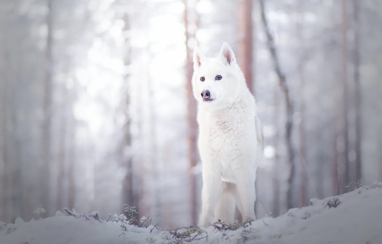 Photo wallpaper winter, look, each, dog