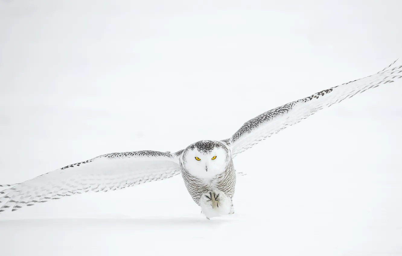 Photo wallpaper winter, snow, owl, takes off