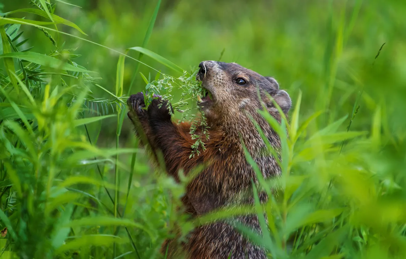 Photo wallpaper greens, grass, stand, marmot, lunch