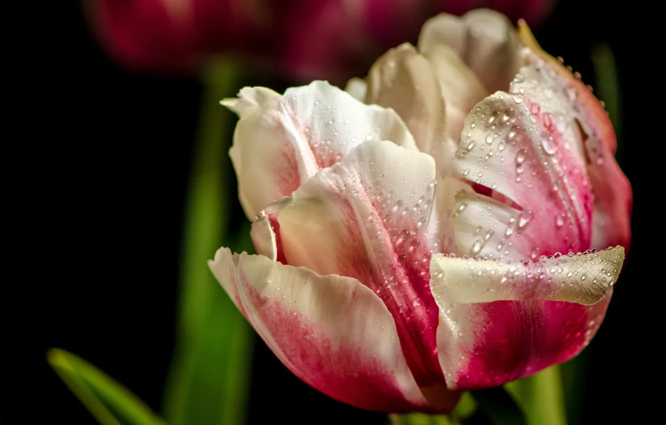 Photo wallpaper drops, macro, background, petals, tulips, buds, bokeh
